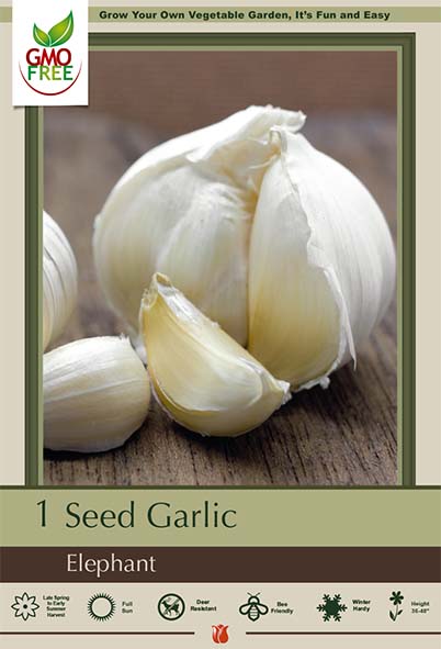 Garlic 1pk Elephant