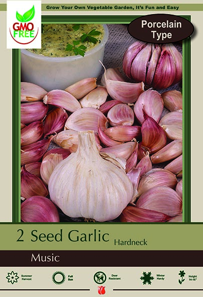 Garlic 2pk Music Jumbo Hardneck