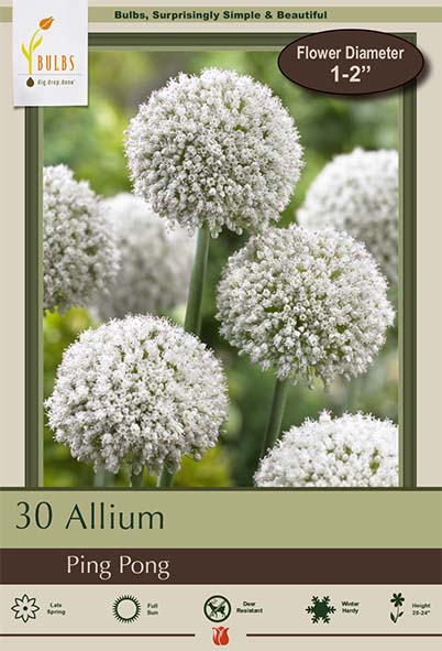 Allium 30pk Ping Pong