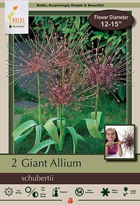 Allium 2pk Schuberttii