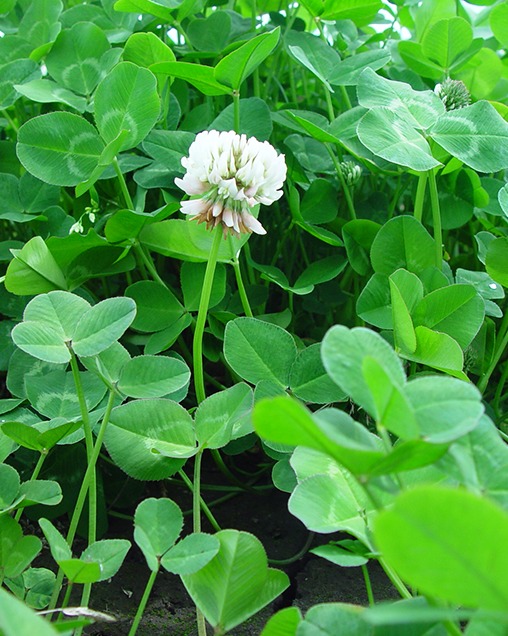 Clover White Ladino Jumbo /lb
