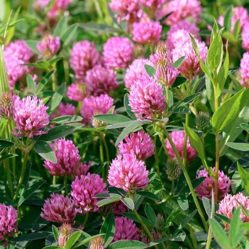 Clover Mammoth Red /lb