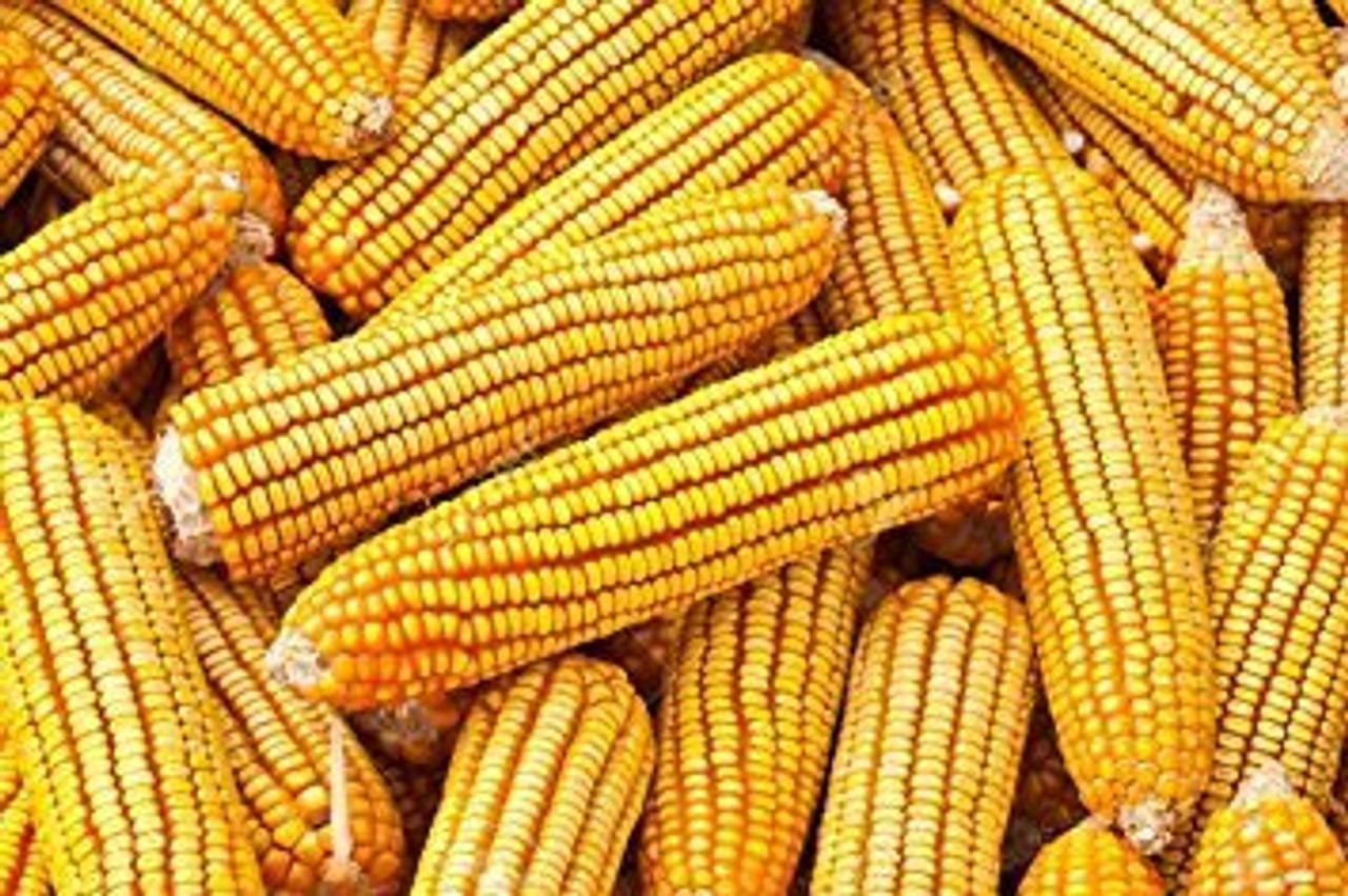 Cob Corn 25#