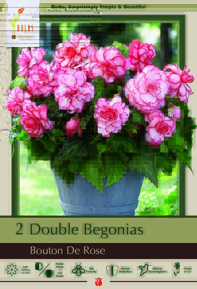 Begonia 2P Bouton De Rose Dbl