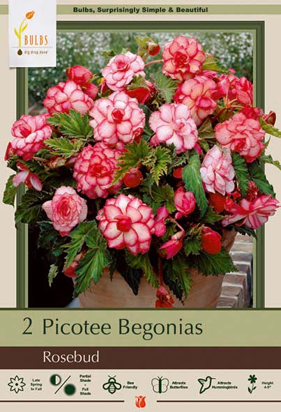 Begonia 2P Rosebud