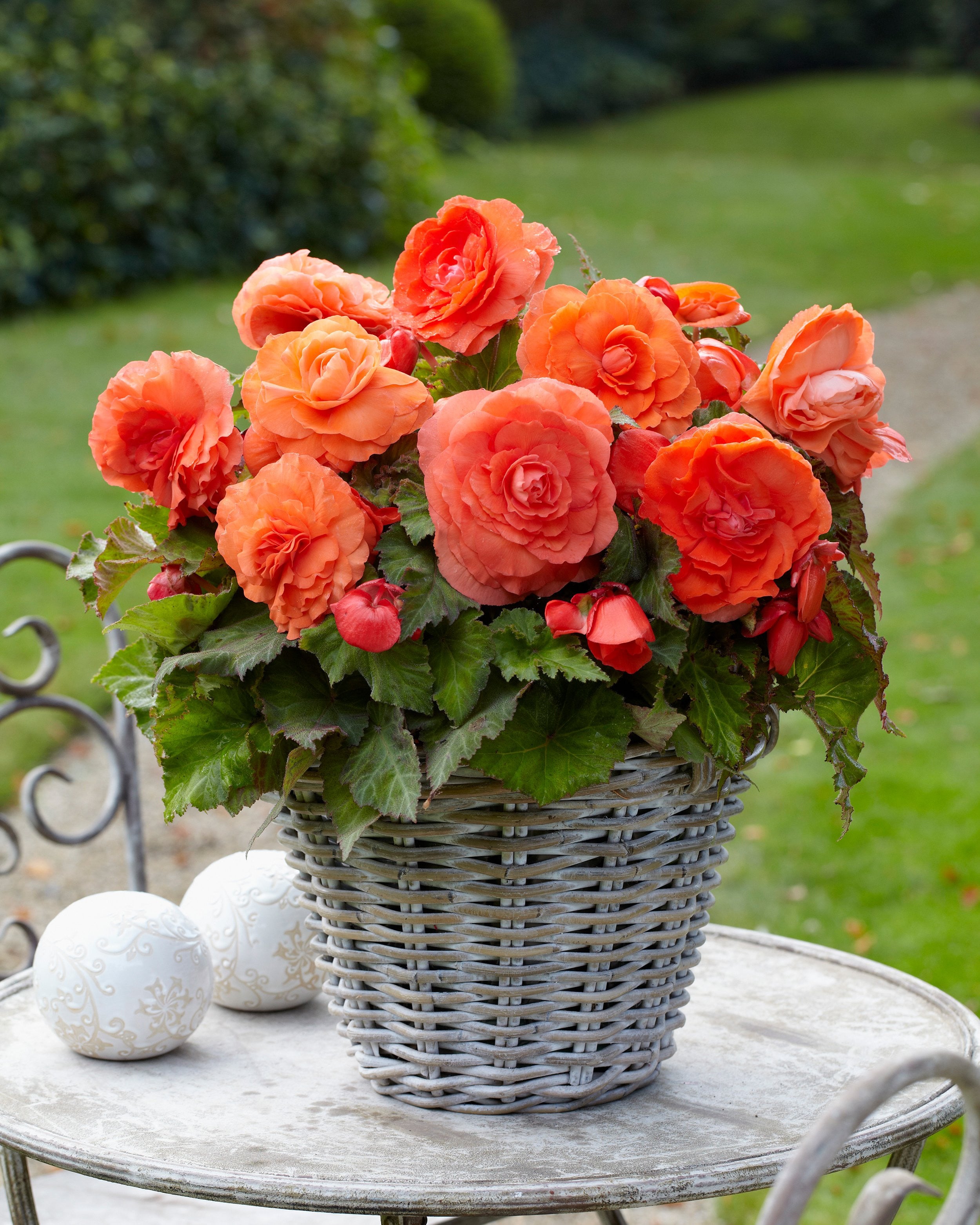 Begonia 2P Supersa Salmon