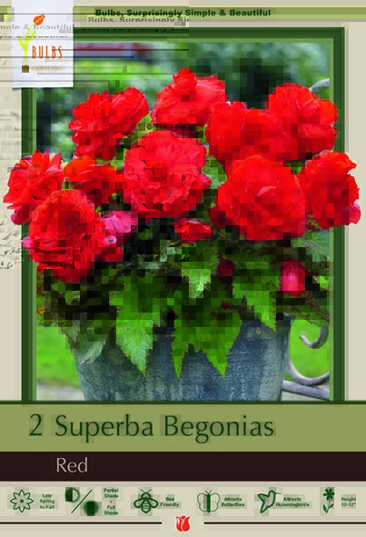 Begonia 2P Superba Red