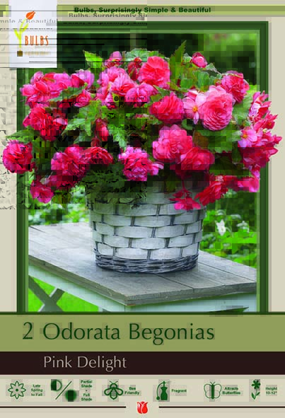 Begonia 2P Odorata Pink Delight