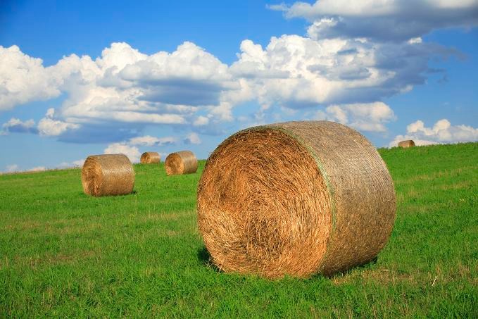 Hay Mix High Caliber 50Lb