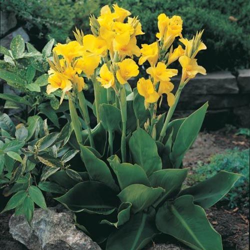 Canna 2P Richard Wallace