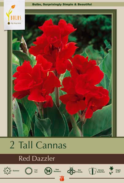Canna 2P Red Dazzler