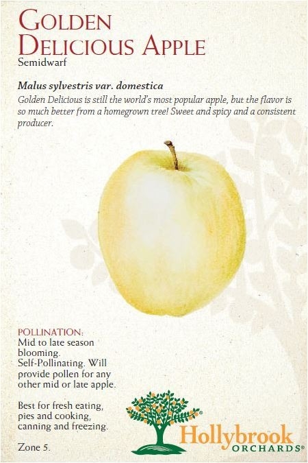 Apple 7g Gold Delicious Smdwf Z5