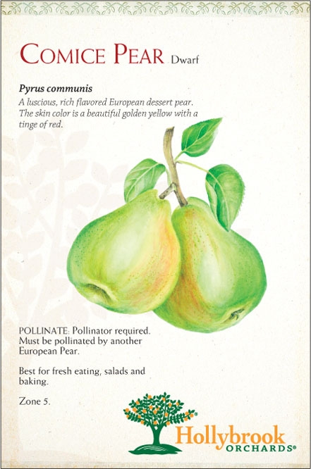 Pear 7g Comice Dwf Z4