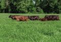 Ryegrass Meroa Tetraploid Italian /lb