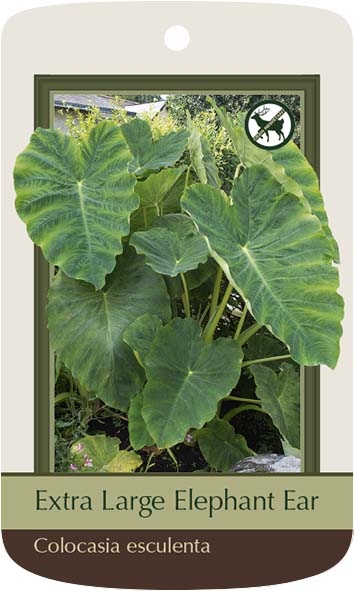 Colocasia Elephant Ear Esculenta