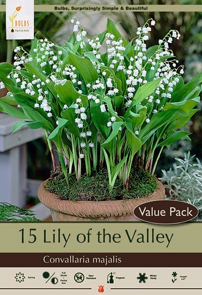 Lily Of The Valley 10P