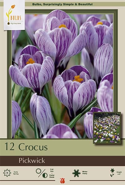 Crocus 12pk PickWick