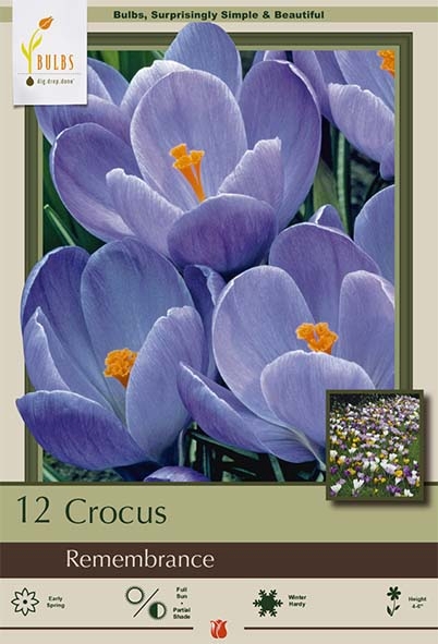 Crocus 12pk Remembrance