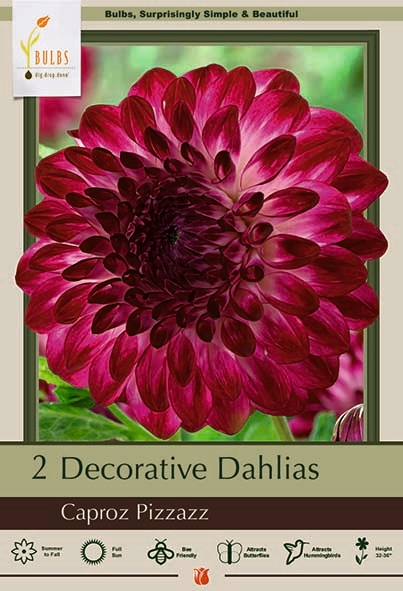 Dahlia 2pk Caproz Pizzazz