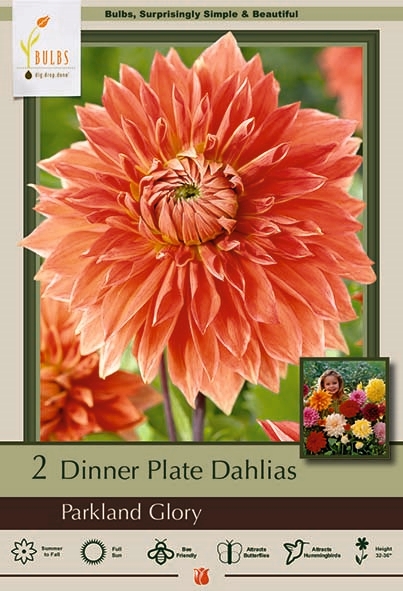 Dahlia 2pk Parkland Glory
