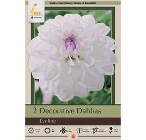 Dahlia 2P Eveline