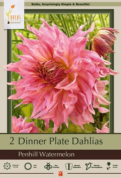 Dahlia 2P Penhill Wtrmln Dinner
