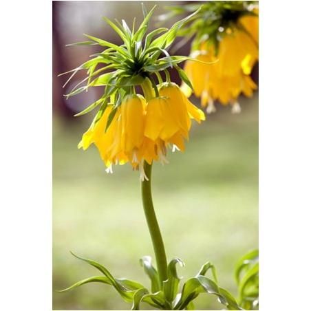 Crown Imperial 1pk Yellow