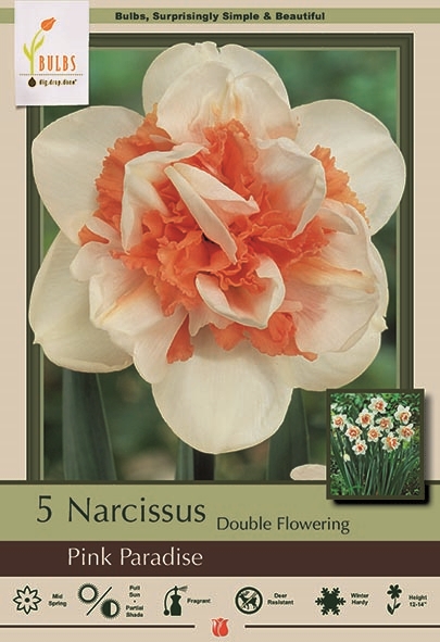 Narcissus 7pk Pink Paradise