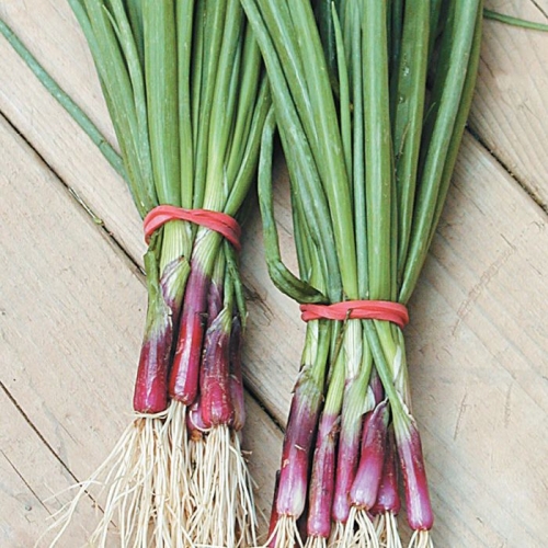 Onion Set Red Baron /#