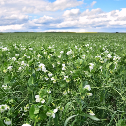 Peas Field 50lb Maxum Brand