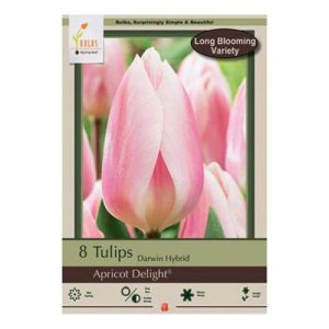Tulip 7pk Apricot Delight