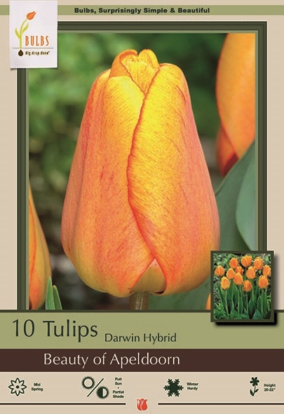 Tulip 7pk Beauty of Apeldoorn