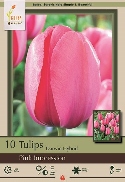 Tulip 10pk Pink Impression