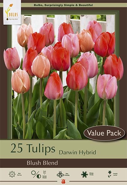 Tulip 25pk Van Eijk in OTB