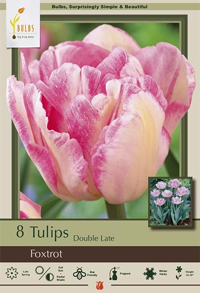 Tulip 8pk Foxtrot