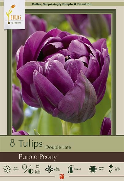 Tulip 8pk Purple Peony