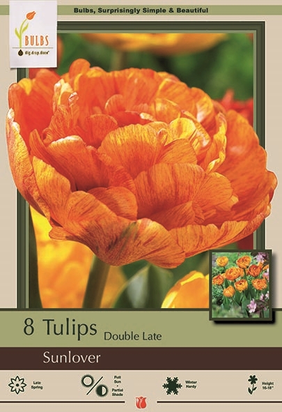 Tulip 7pk Sunlover