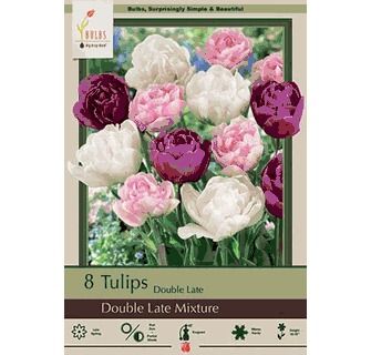 Tulip 7pk Double Dutch Mix