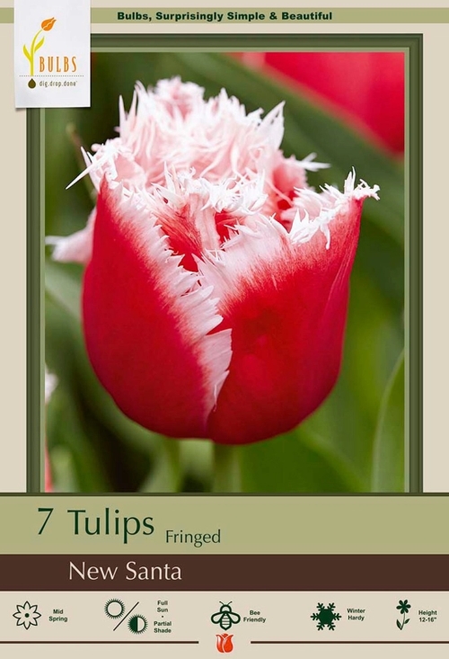 Tulip 7pk New Santa