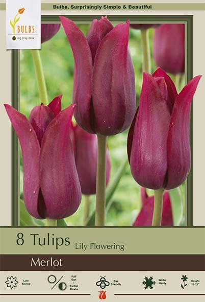 Tulip 8pk Merlot