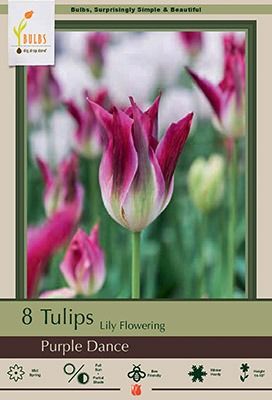 Tulip 8pk Purple Dance