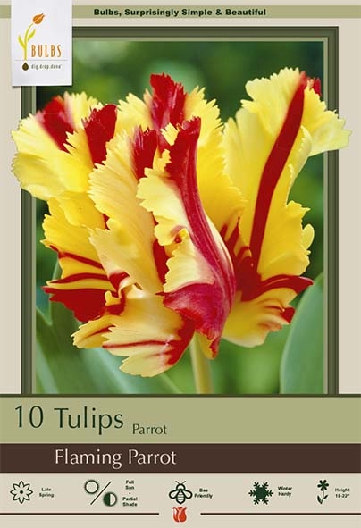 Tulip 8pk Flaming Parrot