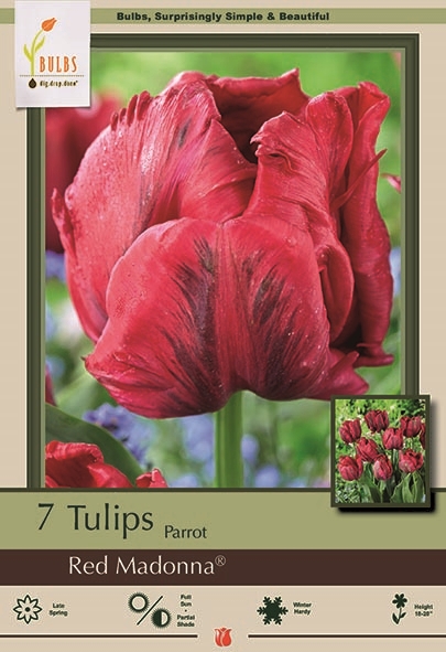 Tulip 7pk Red Madonna