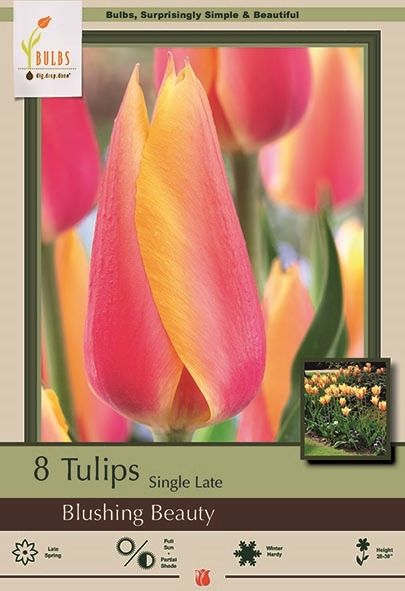 Tulip 8pk Blushing Beauty