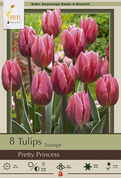 Tulip 8pk Pretty Princess