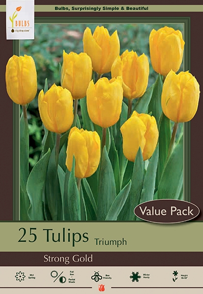 Tulip 25pk Strong Gold in OTB