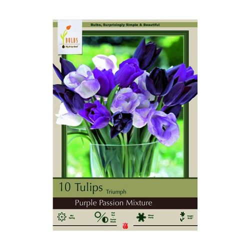 Tulip 7pk Purple Passion Mix