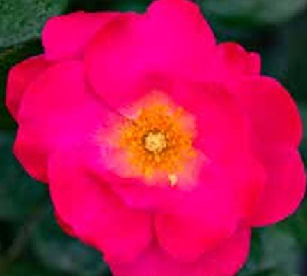 Rose Floribunda Pink Brick House 3G