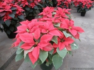 Poinsettia 4.5" Astd