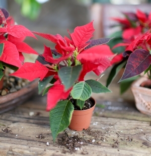 Poinsettia 2.5" Teacup SM